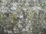image of grave number 144792